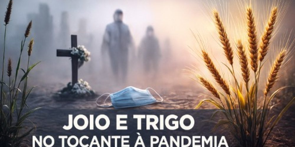 joio de trigo
